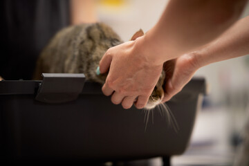 Cat hiding face in owners hands during vet visit  emotional moment.