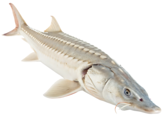 acipenser ruthenus fish
