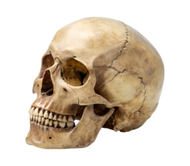 This weathered bone skull, depicted in a detailed side profile, is an isolated transparent PNG image perfect for spooky Halloween projects.