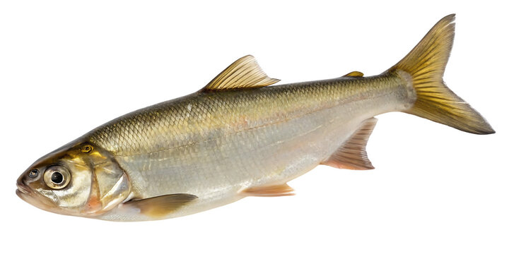 live coregonus lavaretus fish