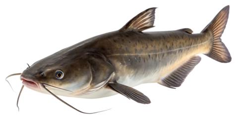 live brown bullhead catfish