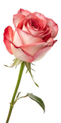 Obraz premium two toned rose flower 