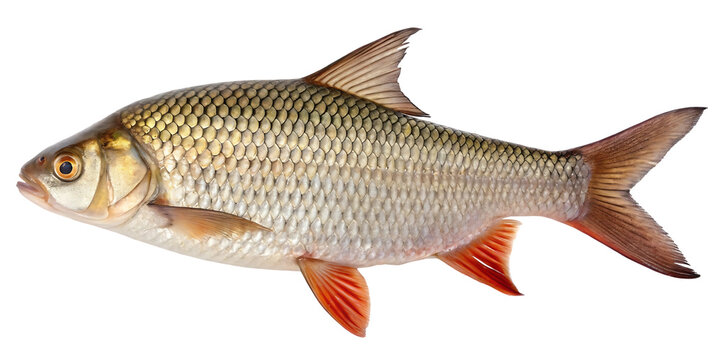 live rutilus rutilus fish png
