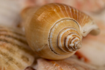 sea shells in a pile are used as souvenirs close up, a large number of seashells are in poor condition from improper storage
