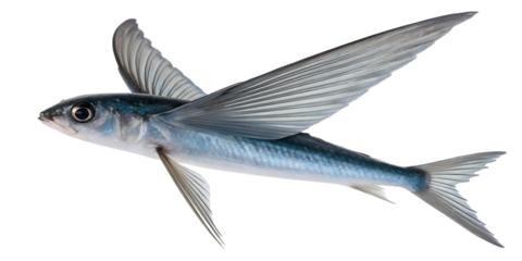 flying fish on white background