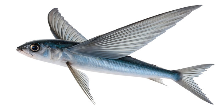 flying fish on white background