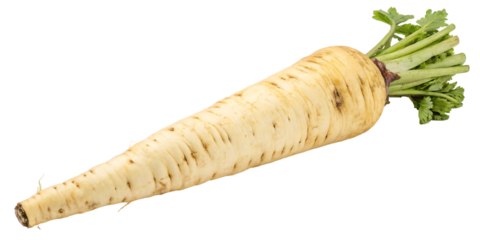 raw parsnip root
