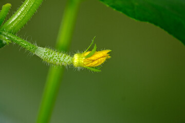 The growth and blooming cucumbers. the Bush cucumbers on the trellis. Cucumbers vertical planting. Growing organic food. Cucumbers harvest.Flowering cucumber plants with yellow flowers