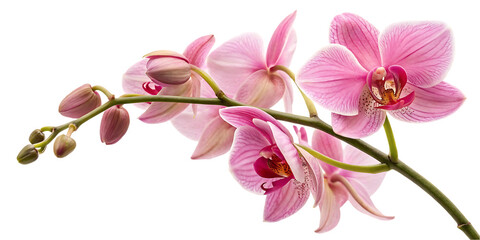 Fototapeta premium pink phalaenopsis orchid