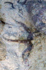 Fine sand and rocks are scattered across the surface. Dark-colored sea creatures like starfish are clearly visible