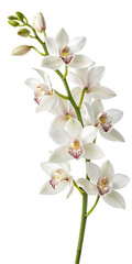 Obraz premium White Orchid Flowers