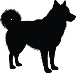 Black husky silhouette standing