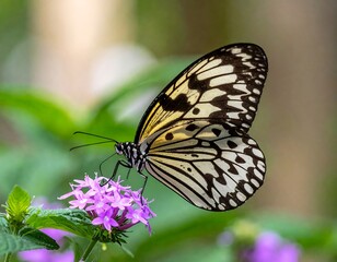 Obraz premium Butterfly on purple flower