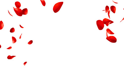 赤いバラの花びらの乱舞：背景透過