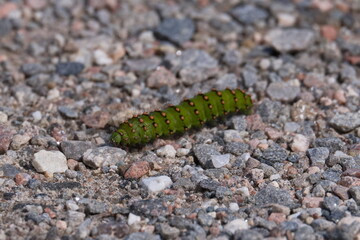 Emperor moth caterpillar crawling along gravel. Bright green spiked caterpilllar