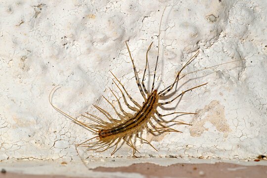 House centipede // Spinnenl&auml;ufer (Scutigera coleoptrata) - Peloponnes, Griechenland