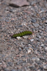 Emperor moth caterpillar crawling along gravel. Bright green spiked caterpilllar