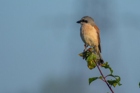 Red-backed Shrike on branch - Powered by Adobe
