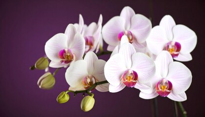 Obraz premium Delicate white orchids with pink accents bloom vibrantly against a deep purple backdrop