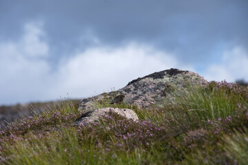 Small bird perched in the heather and rocks of the Cairngorms in Scotland