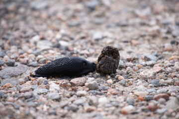 Black slug approaching and eating a small piece of dung