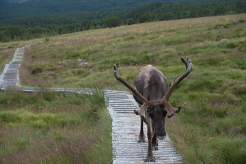 Reindeer part of the Reindeer herd of the Cairngorms, Scotland