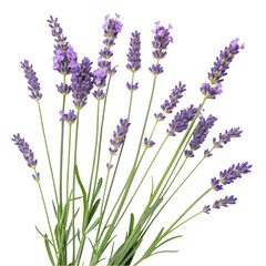 Naklejka premium Lavender Flowers and Stems on White