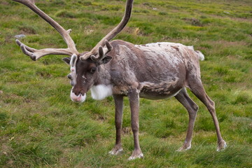 Reindeer part of the Reindeer herd of the Cairngorms, Scotland