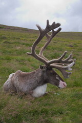 Reindeer part of the Reindeer herd of the Cairngorms, Scotland