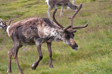 Reindeer part of the Reindeer herd of the Cairngorms, Scotland