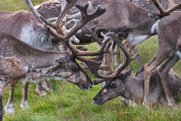 Reindeer part of the Reindeer herd of the Cairngorms, Scotland