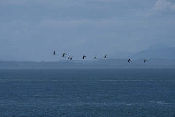 Small flock of birds (oyster catchers) flying over the ocean in scotland near Inverness