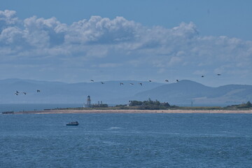 Small flock of birds (oyster catchers) flying over the ocean in scotland near Inverness