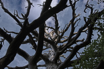 Tree branches of a dead tree from below looking to the sky