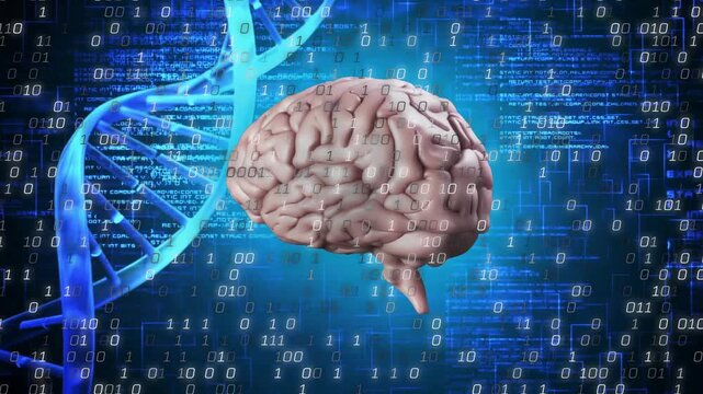 Brain model materializing, rotating right, binary drifting and code filling frame for visualization - Powered by Adobe