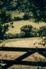 Sunny Woodland Path through Green Hedgerows in the Devon Countryside