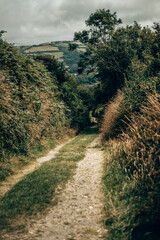 Sunny Woodland Path through Green Hedgerows in the Devon Countryside