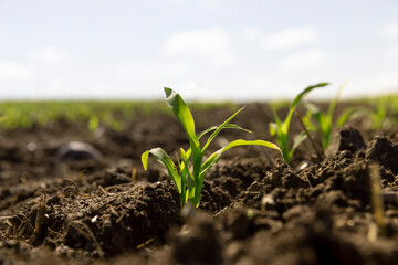 new sprouts of sweet corn in the field in the spring season, agricultural activity corn farming
