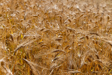 yellow grain in sunny summer weather in the summer on the territory of the agricultural field, close up
