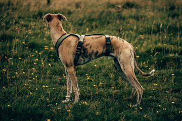 Brindle Whippet Walking on Coastal Path in Devon &ndash; Dog Outdoors Photography