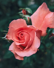 red rose in garden pink rose flower in the garden flowers macro photography 
