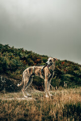 Brindle Whippet Walking on Coastal Path in Devon – Dog Outdoors Photography