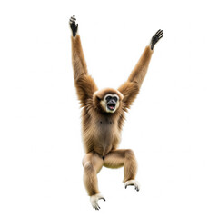 Fototapeta premium Gibbon swinging joyfully with arms raised, isolated on white background, cutout PNG 