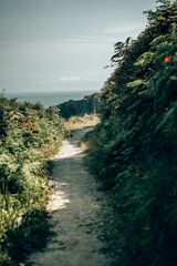 Sunny Woodland Path through Green Hedgerows in the Devon Countryside