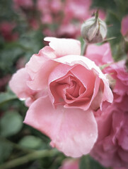 pink rose in garden pink rose flower in the garden flowers macro photography 