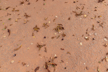 chestnut leaves on the road in the park , a path sprinkled with red sand with rubble and leaves from chestnuts