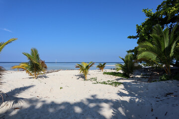 White sandy beach with small palm trees scattered in the foreground