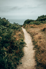 Sunny Woodland Path through Green Hedgerows in the Devon Countryside