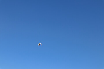 blue sky with two white and black birds flying