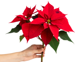 Hand-Held Red Poinsettia Stem, Human Fingers Grasping Bottom, Lifestyle Cutout, Transparent Background